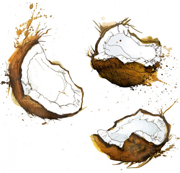 Coconut illustration, Watercolor food illustrations