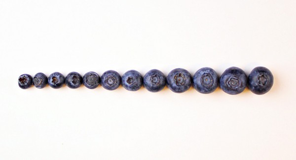 Blueberries and Bilberries