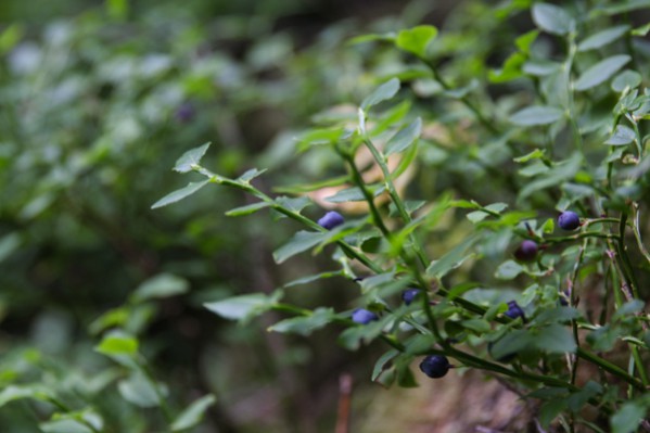Blueberries and Bilberries