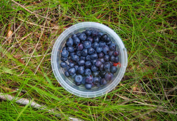 Blueberries and Bilberries