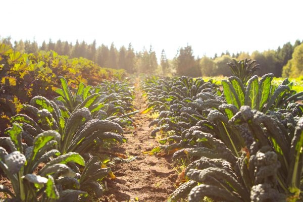 Swedish Christmas Cabbage - Varieties, What it is and a recipe