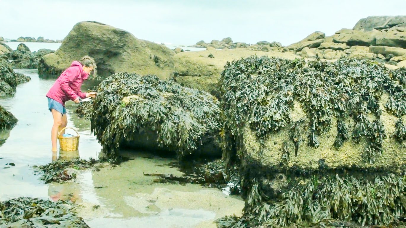 foraging seaweed of rocks