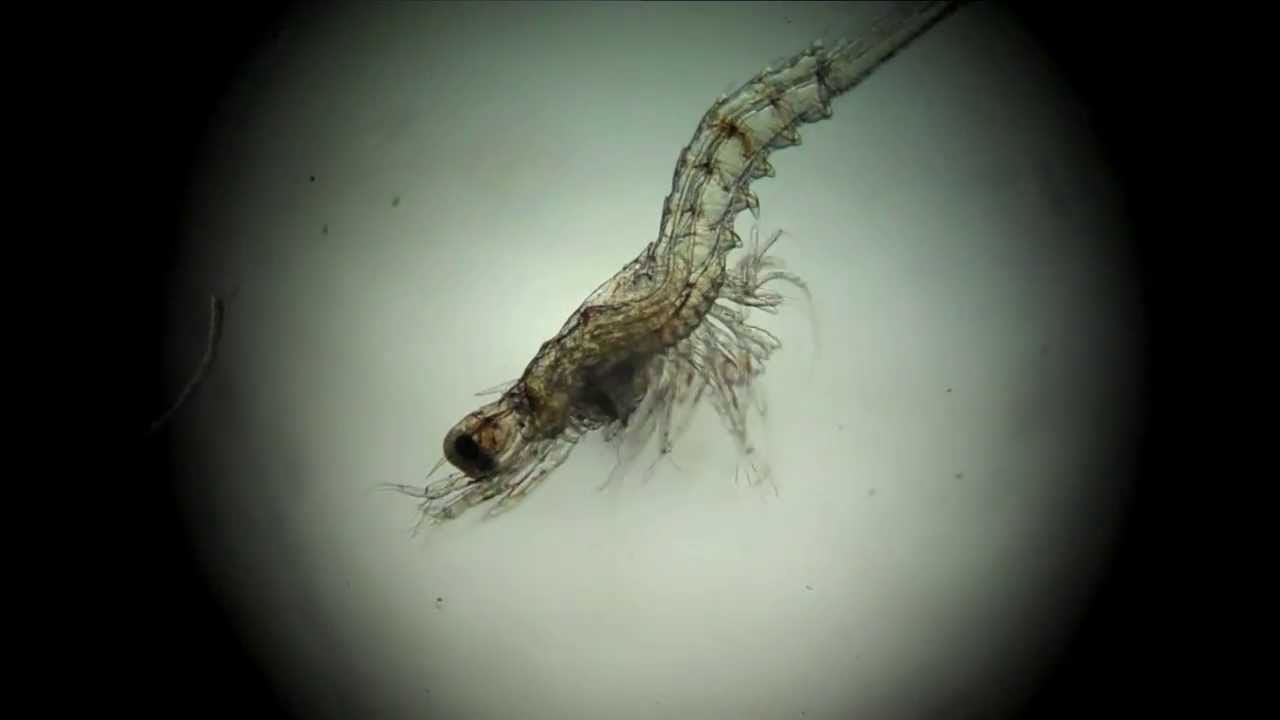 shrimp through microscope