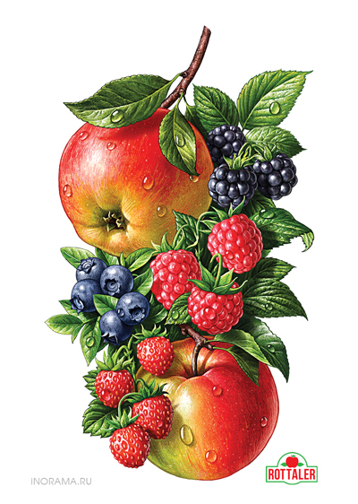 fruit illustration apples blueberries