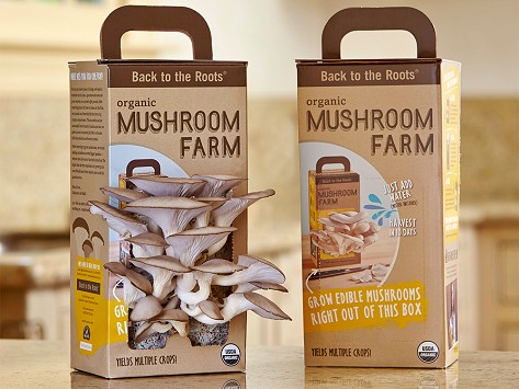 grow your own mushrooms kit