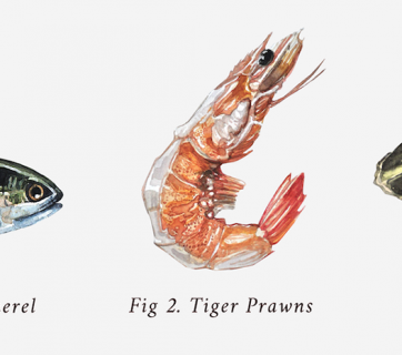 Cool Seafood Patterns by Stephanie Tan
