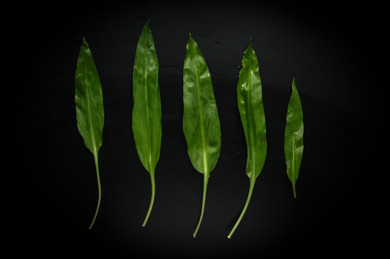 What’s the difference between Ramps and Ramson?