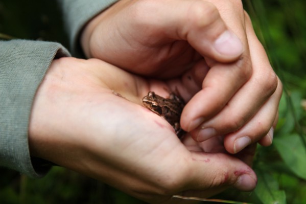 Everything You Need To Know To Forage In Sweden