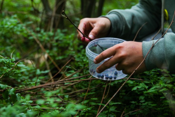 Everything You Need To Know To Forage In Sweden