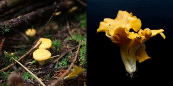 Chanterelles With Cauliflower, Onions and Pickled Funnel Chanterelles