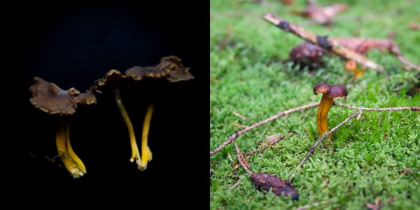 Chanterelles With Cauliflower, Onions and Pickled Funnel Chanterelles