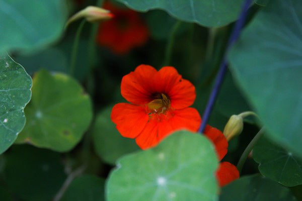 Meet Anastasia Cole Plakias of Brooklyn Grange Rooftop Gardens