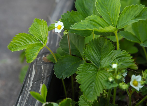 Strawberries - Everything You Need To Know About Strawberries