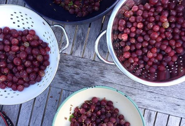 Everything You Need To Know About Gooseberries