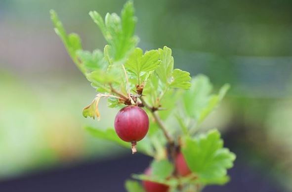Everything You Need To Know About Gooseberries