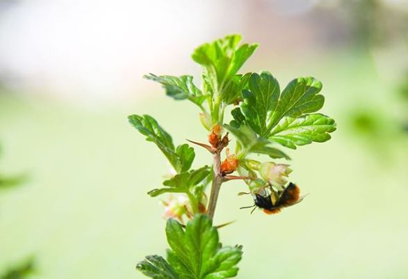 Everything You Need To Know About Gooseberries